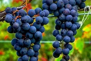 Саперави Северный