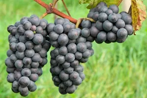 Рубин Голодриги