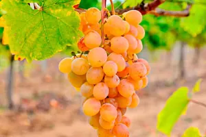 Мускат и другие европейские сорта