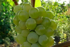 Голден мускат