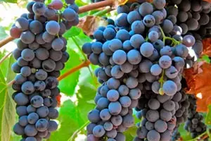 Турига Франка