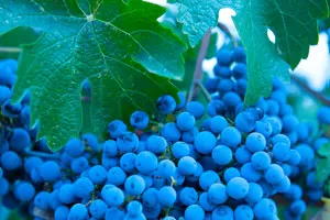 Зинфандель