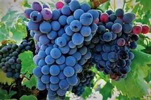 Сира (Шираз)