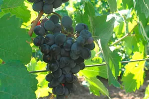 Тавквери Магарача