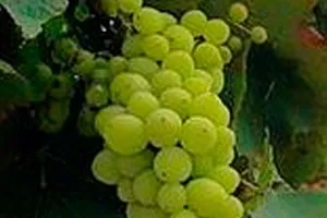 Аринту (Аринто) 