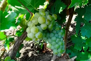 Кумшацкий Белый