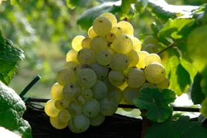 Манзони Бьянко