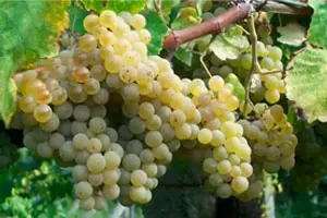 Мускат Голодриги